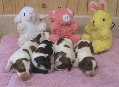 Dachshund Puppies in TX